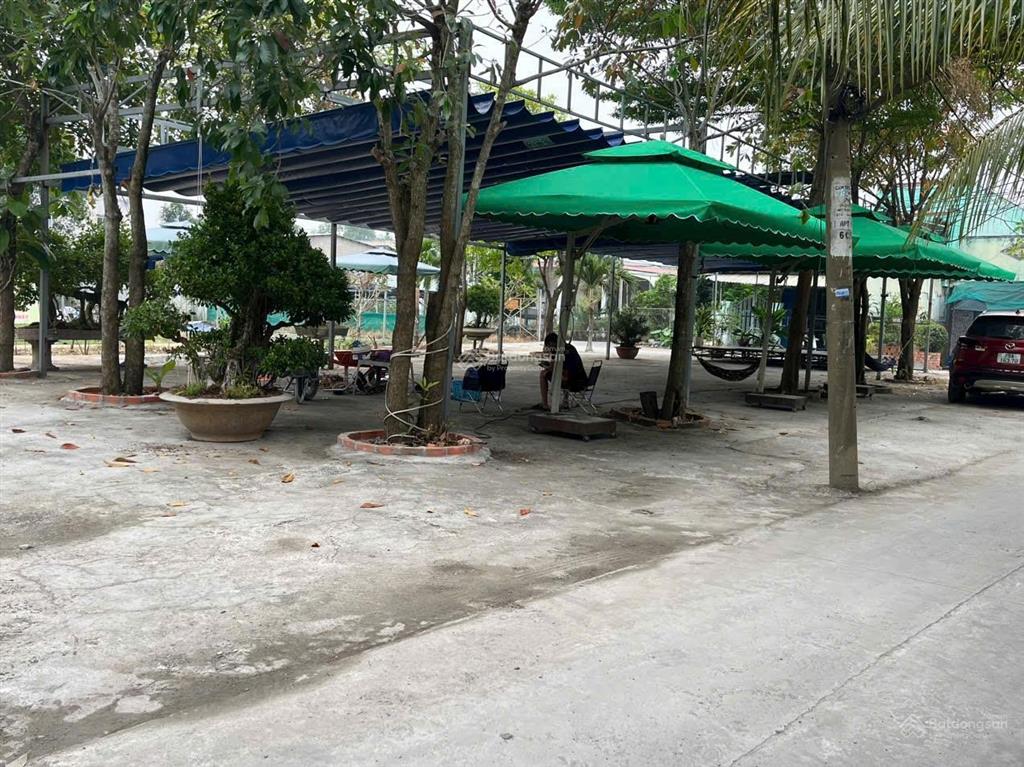 Thanh lý đất trồng cây lâu năm