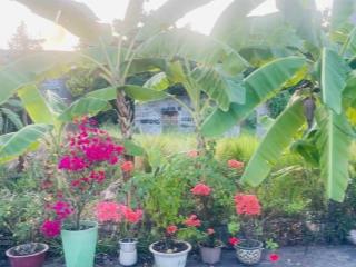 Bán đất thổ cư hẻm xe tải siêu rẻ, 4x27m , 106m2 full thổ cư, thạnh xuân 25, quận 12, chỉ 4,7 tỷ.