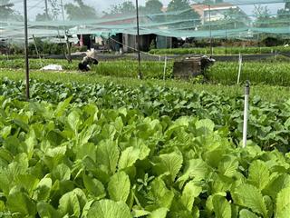 Bán đất trồng rau nuôi gà đường trịnh thị miếng, hóc môn 0902 522 ***