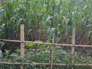 130m full thổ cư mặt đường nhựa kinh doanh tại thanh sơn phú thọ  0868 983 ***.