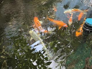 Bán nhà 3 tầng đẹp 160m2, hồ cá koi, thới tam thôn, hóc môn, nhỉnh 6.x tỷ