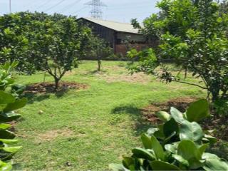 Cần bán gấp vườn xoài giá rẻ 1.000m2 tại định quán