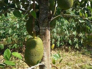 Bán đất vườn long khánh, vị trí đẹp ngay bình lộc cây da