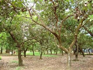Cơ hội sở hữu vườn điều cổ thụ tại khu vực thống nhất diện tích lên đến 1200m2, chỉ 995 triệu đồng