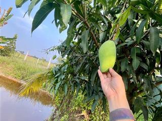 Bán căn nhà vườn ở trung lập hạ, củ chi