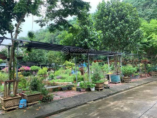 Bán đất cao lanh vạn hoà ngay đầu cầu phú thịnh sắp thành phường lào cai