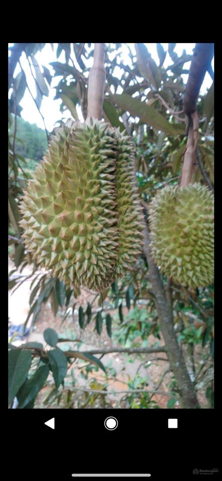 Chính chủ bán nhà vườn 6.000m2 sổ hồng ngoại thành, cách tt đà lạt 15km, đường lớn