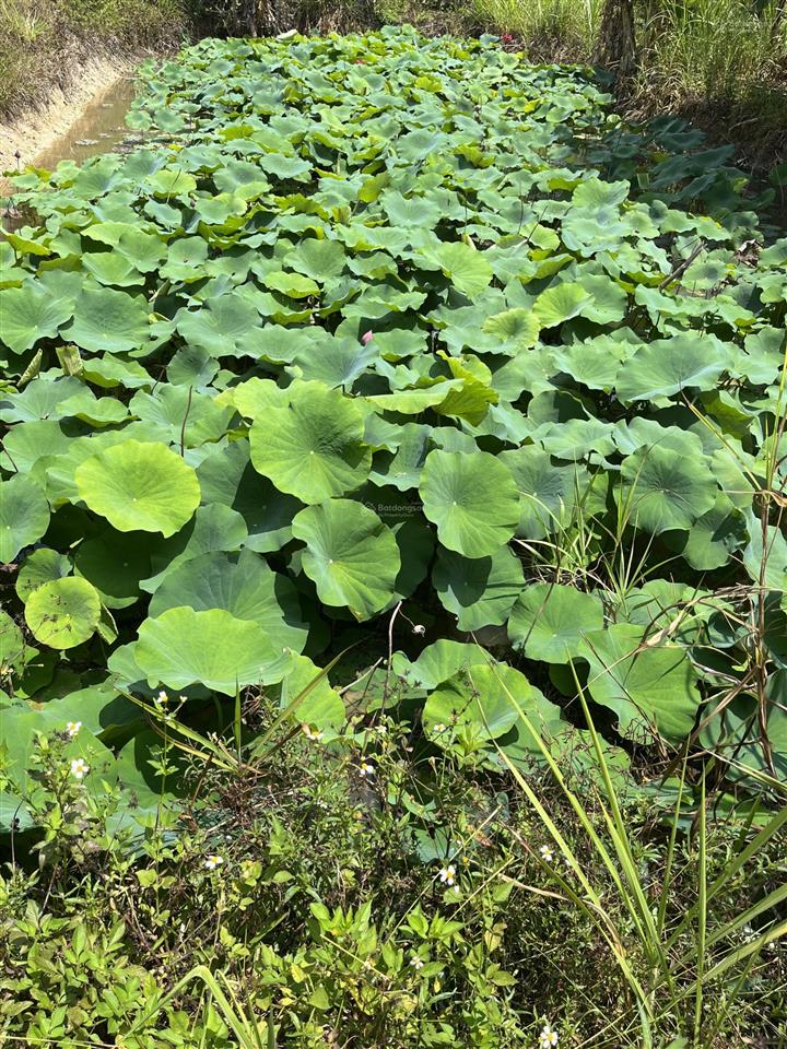 Chính chủ bán nhà vườn 6.000m2 sổ hồng ngoại thành, cách tt đà lạt 15km, đường lớn