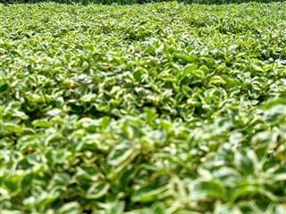 Căn hộ cao cấp giá rẻ tại long an (cũ) gần các cụm kcn. phụ hợp với công nhân viên chức. dưới 1tỷ