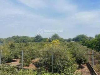 Bán đất 1.900m2 1/ đường kênh 7, xã bình lợi, huyện bình chánh. giá 6 tỷ 200 triệu