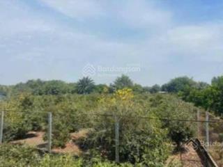 Chỉ 3 tỷ 7 cho 1000m2 đất vườn xã bình lợi, huyện bình chánh, tphcm