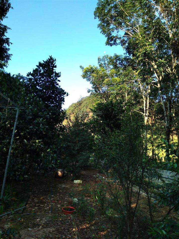 Chính chủ bán nhà và vườn tại đạ hoai, lâm đồng giá 2tỷ5, phù hợp đầu tư mở khu du lịch