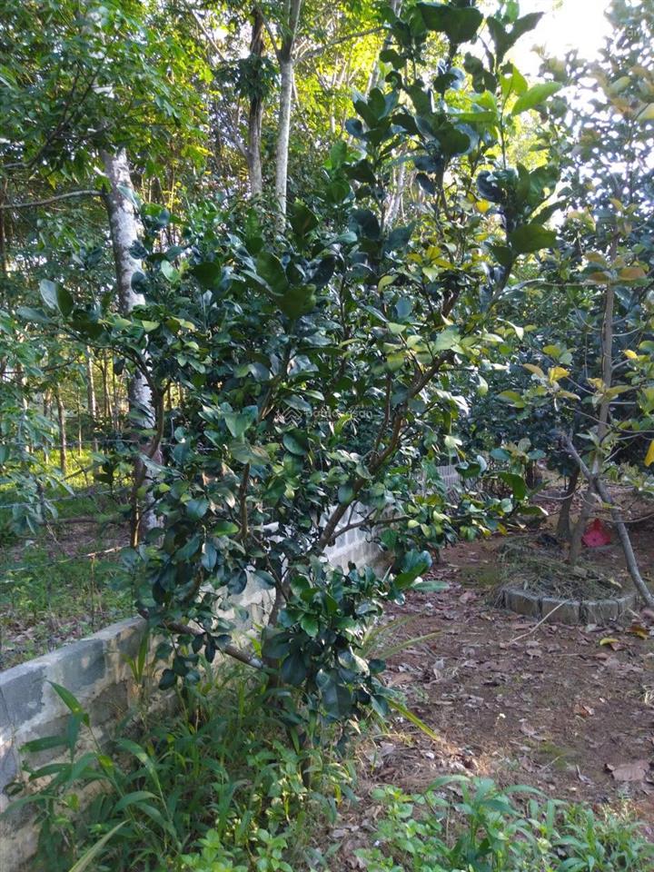 Chính chủ bán nhà và vườn tại đạ hoai, lâm đồng giá 2tỷ5, phù hợp đầu tư mở khu du lịch