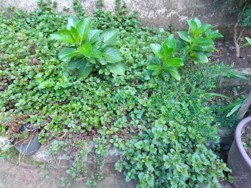 Chính chủ bán nhà và vườn tại đạ hoai, lâm đồng giá 2tỷ5, phù hợp đầu tư mở khu du lịch