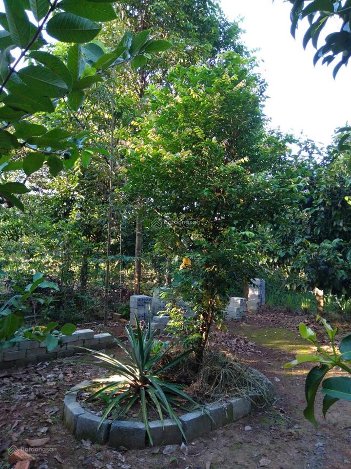 Chính chủ bán nhà và vườn tại đạ hoai, lâm đồng giá 2tỷ5, phù hợp đầu tư mở khu du lịch