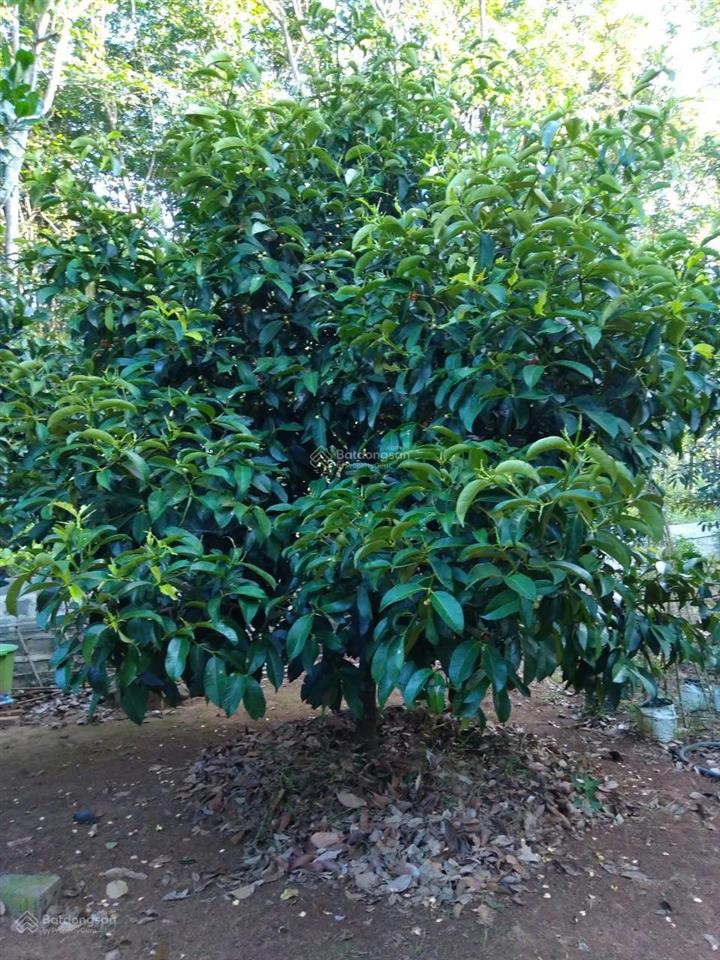 Chính chủ bán nhà và vườn tại đạ hoai, lâm đồng giá 2tỷ5, phù hợp đầu tư mở khu du lịch