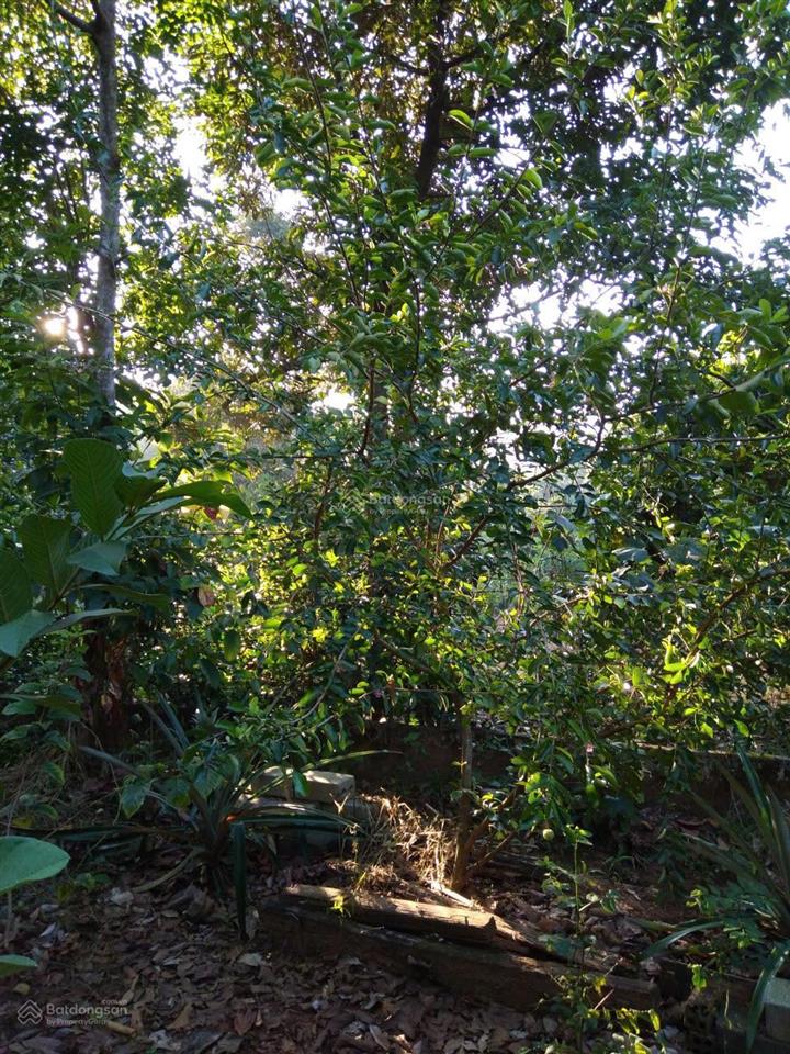 Chính chủ bán nhà và vườn tại đạ hoai, lâm đồng giá 2tỷ5, phù hợp đầu tư mở khu du lịch