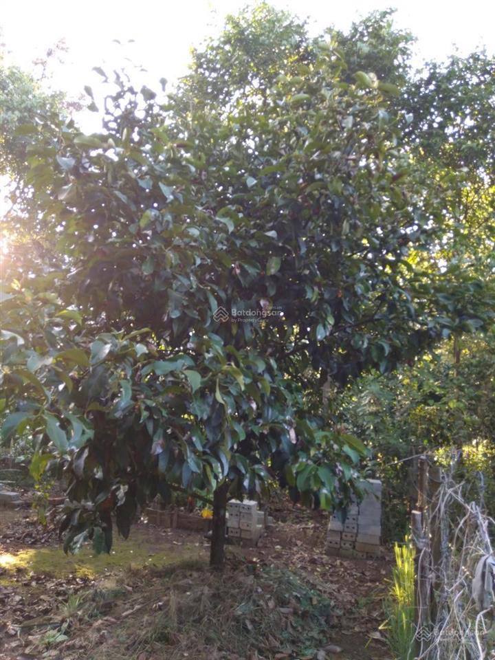 Chính chủ bán nhà và vườn tại đạ hoai, lâm đồng giá 2tỷ5, phù hợp đầu tư mở khu du lịch