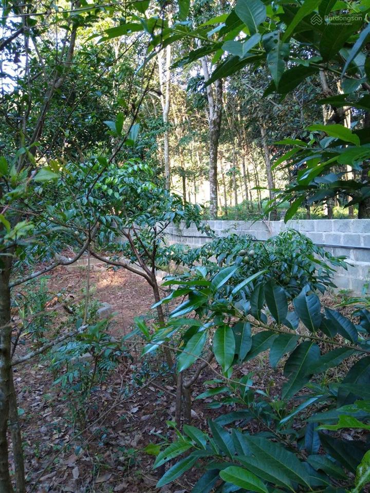 Chính chủ bán nhà và vườn tại đạ hoai, lâm đồng giá 2tỷ5, phù hợp đầu tư mở khu du lịch