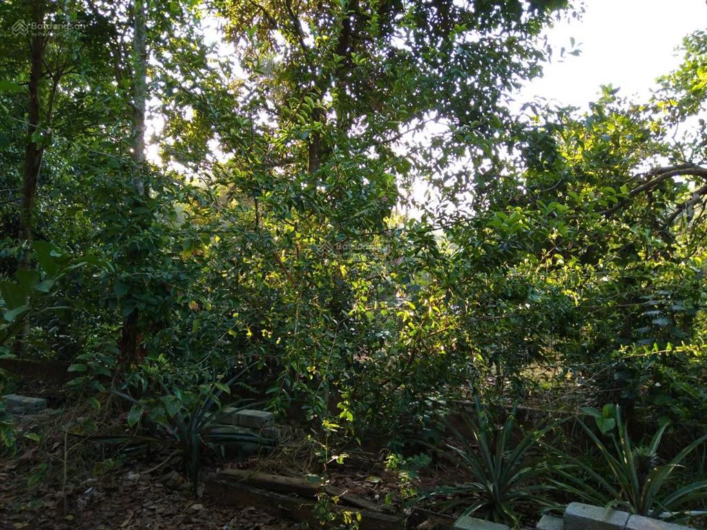 Chính chủ bán nhà và vườn tại đạ hoai, lâm đồng giá 2tỷ5, phù hợp đầu tư mở khu du lịch