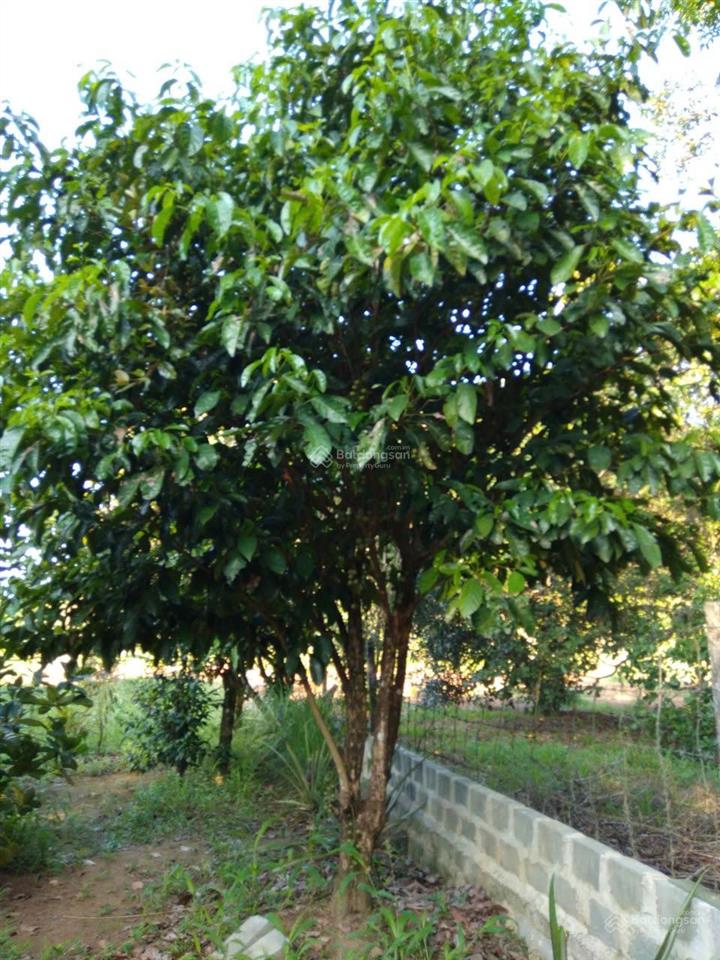 Chính chủ bán nhà và vườn tại đạ hoai, lâm đồng giá 2tỷ5, phù hợp đầu tư mở khu du lịch