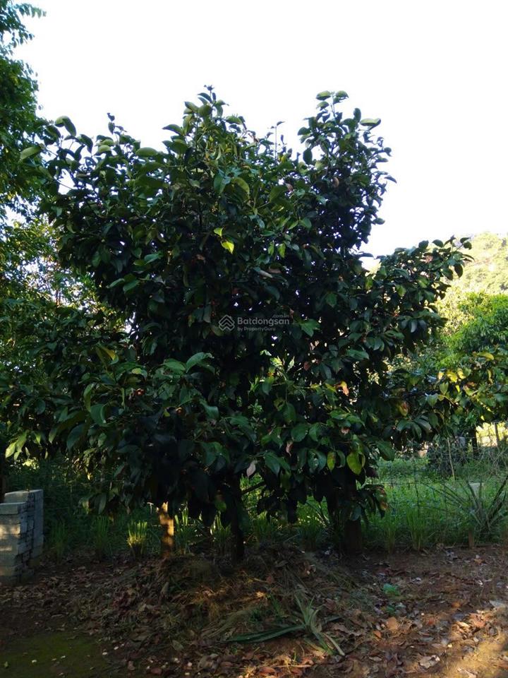 Chính chủ bán nhà và vườn tại đạ hoai, lâm đồng giá 2tỷ5, phù hợp đầu tư mở khu du lịch