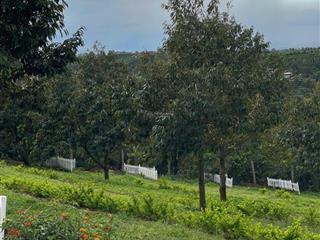 Chất như nước cất  view như đà lạt, giá chỉ từ 286 triệu! sổ riêng từng nền