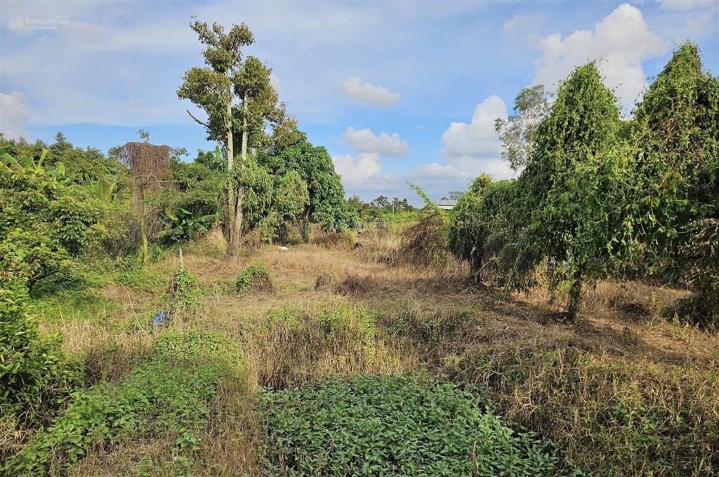 Bán gấp 1493,5 m2 đất vườn chính chủ và hh 2% hỗ trợ