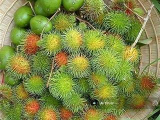 Ông bà lớn tuổi cần bán vườn dưỡng già gần dầu giây, tp long khánh, sổ hồng riêng hỗ trợ vay nhanh