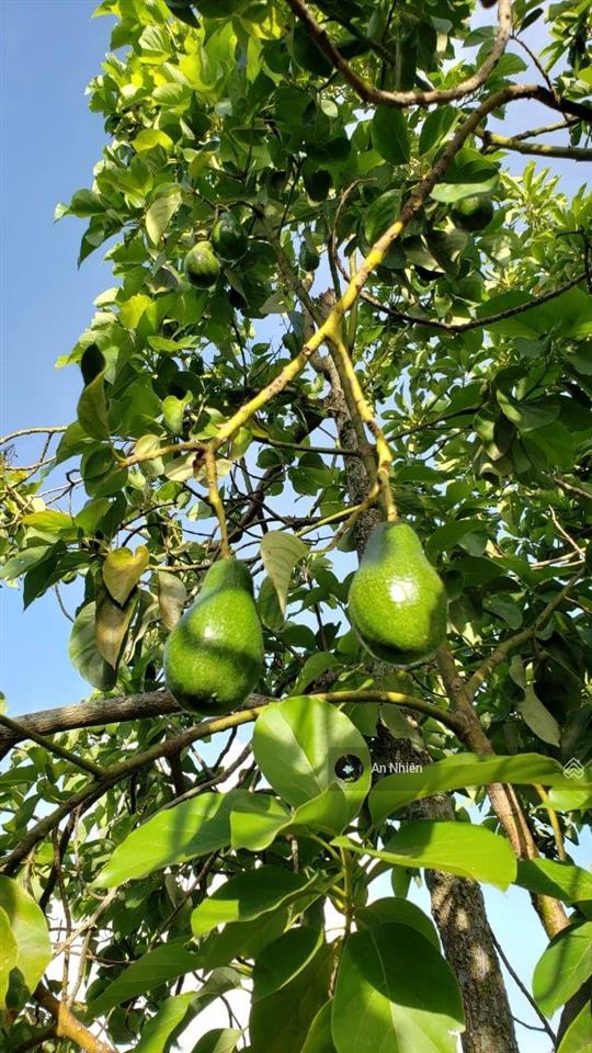 Nhượng lại mảnh vườn tâm huyết giá trị sống không thể đong đếm