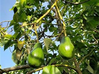 Gần hồ trị an khí hậu mát mẻ, đất vườn giá tốt tại thống nhất duy nhất 1 sổ