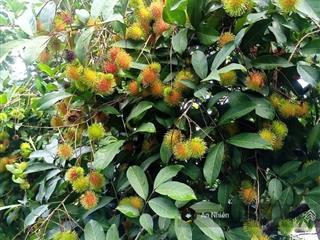Cô chú lớn tuổi cần nhượng lại vườn chôm chôm lâu năm long khánh