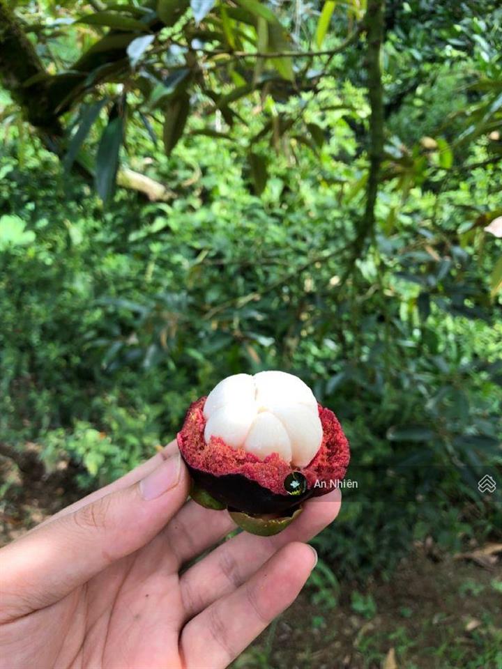 Chủ cần tiền bán gấp vườn cây ăn trái gần dầu giây thống nhất, đồng nai