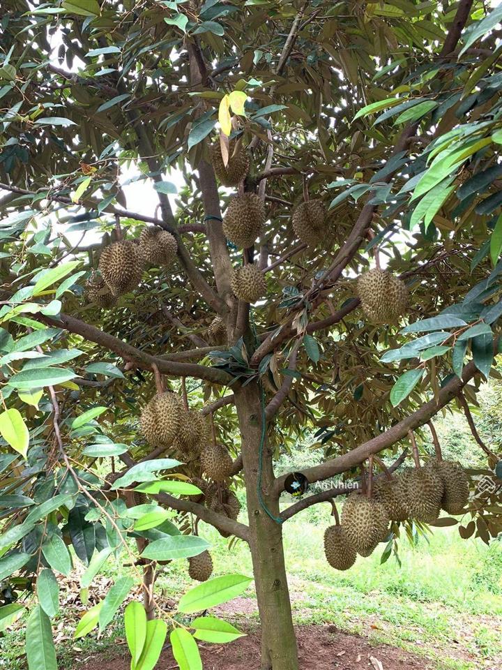 Chủ cần tiền bán gấp vườn cây ăn trái gần dầu giây thống nhất, đồng nai