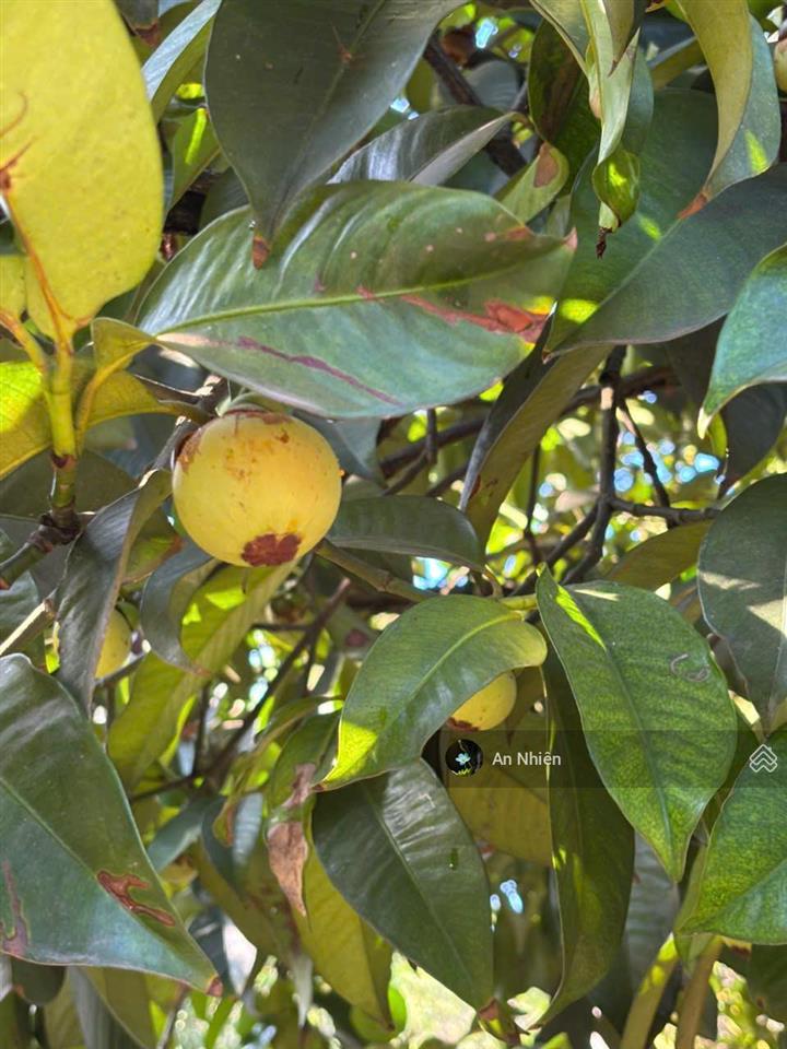 Chủ cần tiền bán gấp vườn cây ăn trái gần dầu giây thống nhất, đồng nai