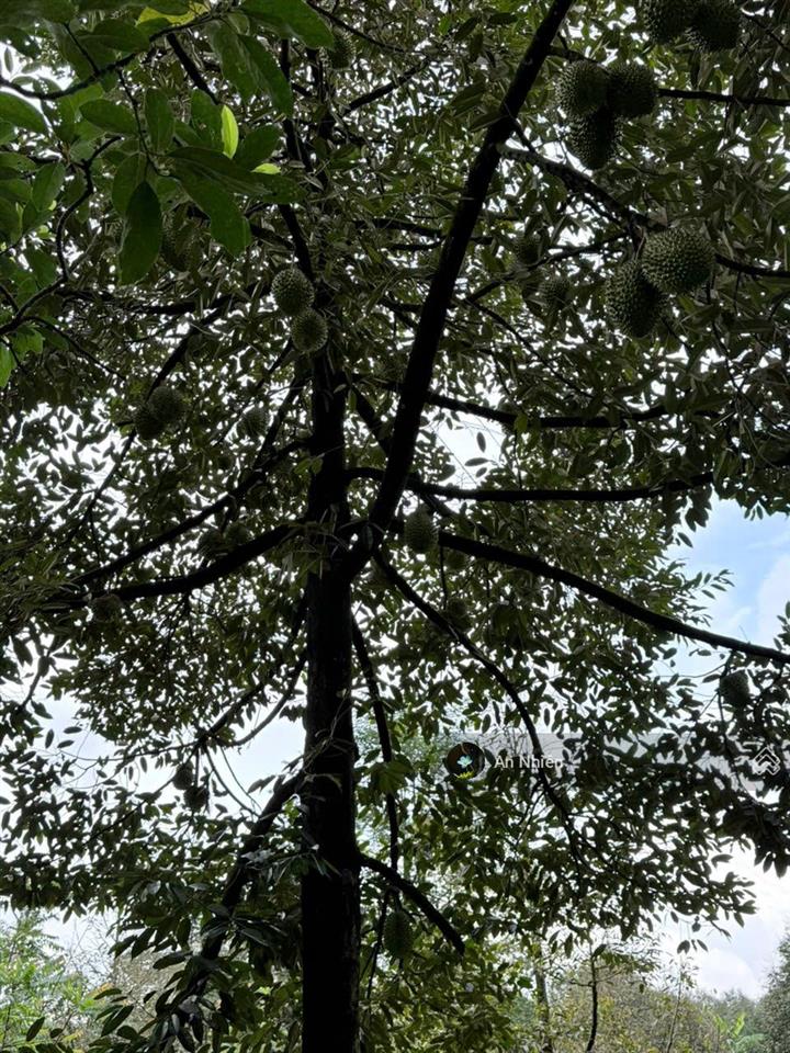 Chủ cần tiền bán gấp vườn cây ăn trái gần dầu giây thống nhất, đồng nai