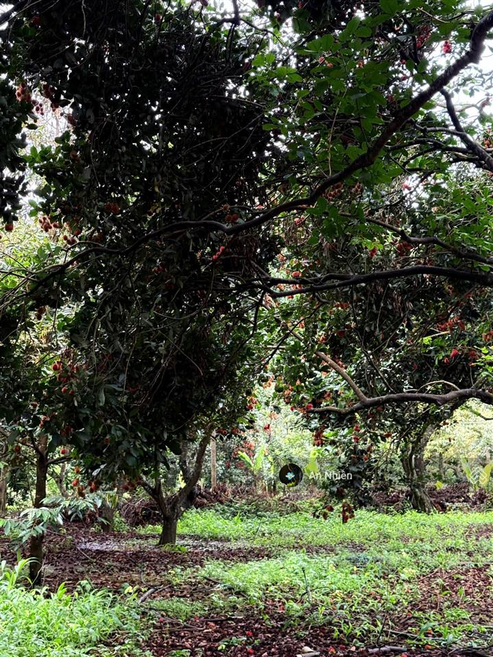 Chủ cần tiền bán gấp vườn cây ăn trái gần dầu giây thống nhất, đồng nai