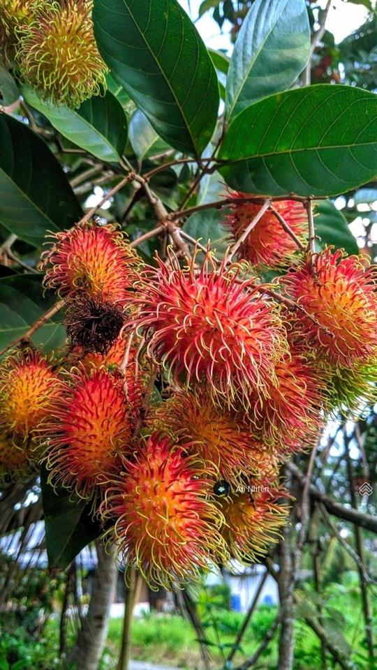 Chủ cần tiền bán gấp vườn cây ăn trái gần dầu giây thống nhất, đồng nai