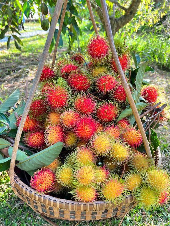 Chủ cần tiền bán gấp vườn cây ăn trái gần dầu giây thống nhất, đồng nai