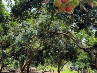 Chị gái cần bán lại vườn cây ăn trái lâu năm ngay kcn long khánh, view đẹp, nghỉ dưỡng đầu tư