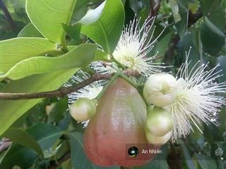 Chỉ 400 triệu trọn sổ, anh/chị đã có ngay mảnh đất vườn đẹp hơn 1 sào tại định quán