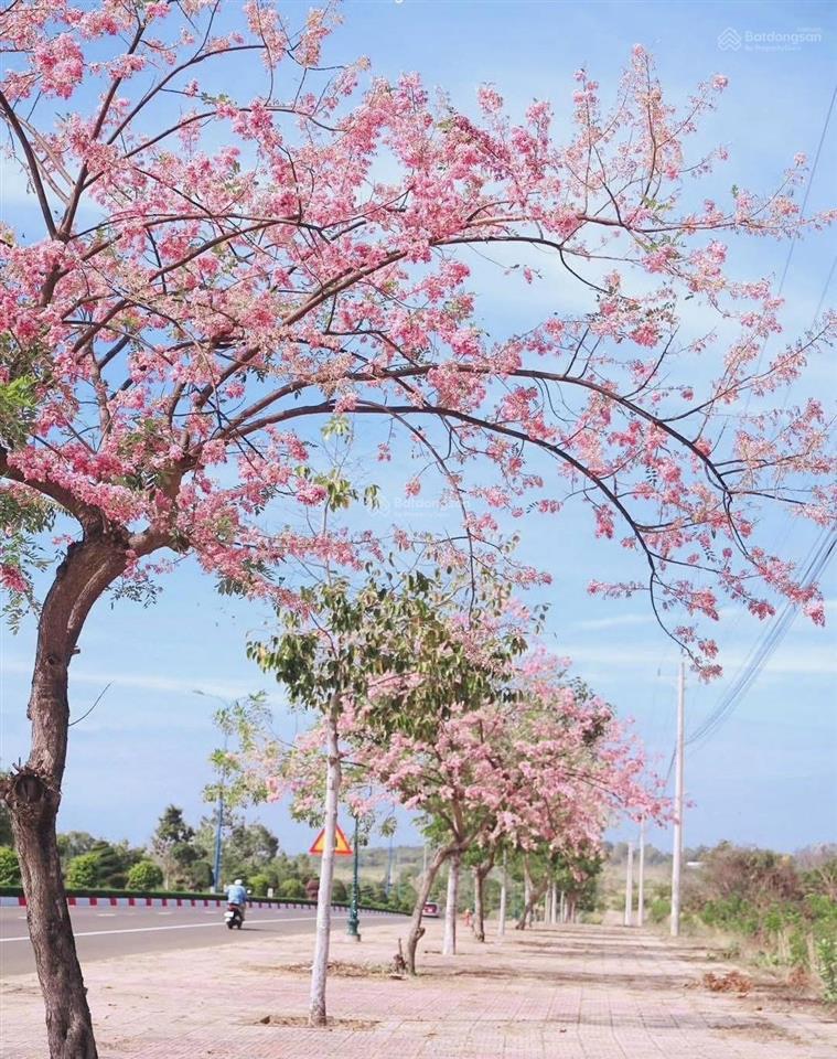 Bán 4000m2 mặt đường trần bình trọng, trung tâm thiện nghiệp, phan thiết (giá tốt)