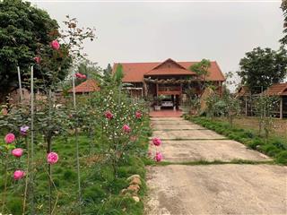 Chính chủ cần bán nhà đất đẹp tại vân hòa ba vì, lô góc 2 mặt tiền, tặng nhà sàn gỗ nghiến cực đẹp