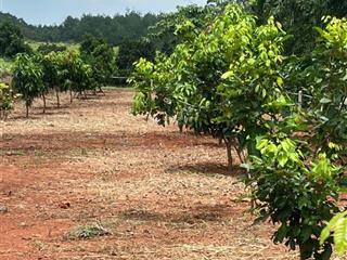 Ông anh cần tiền bán gấp vườn mít 1000m2 giá 130tr