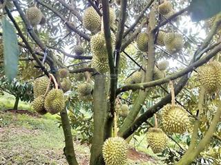 Gia đình ông chú định cư nước ngoài với con cần bán gấp vườn sầu 7200m2 7 năm tuổi, giá 2 tỷ 450tr