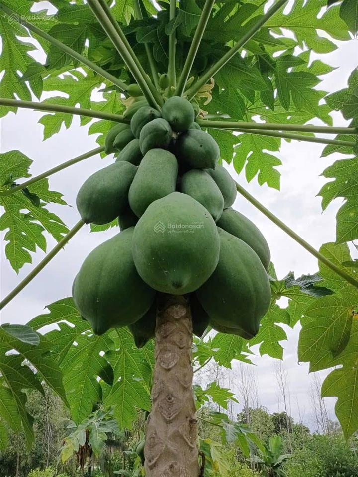 Giảm 500 triệu, bán nhanh, lấy tiền sửa nhà cửa bị lụt, mặt tiền tỉnh lộ 2 diên thọ, còn 5,1 tỷ