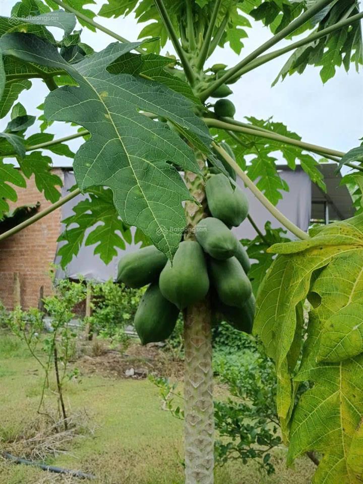 Giảm 500 triệu, bán nhanh, lấy tiền sửa nhà cửa bị lụt, mặt tiền tỉnh lộ 2 diên thọ, còn 5,1 tỷ