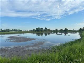 Đất lúa tại xã tân phú giáp ranh tt hậu nghĩa, đức hòa, long an