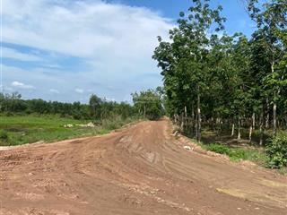 60ha đất trồng cây lâu năm, đang có 5ha cao su cần tiền bán rẻ như cho 18 tỷ