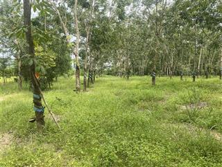 10ha đất trồng cây lâu năm có thể làm trang trại gần kcn tân đức giá cực rẻ 10 tỷ